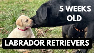 9 PUPPIES  5 WEEK UPDATE  LABRADOR RETRIEVERS [upl. by Deevan]