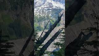 Amazing Mt Rainier National Park Washington Site seeing day Shorts [upl. by Pollitt]