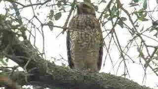 Red Shouldered Hawk Solo [upl. by Jermayne]