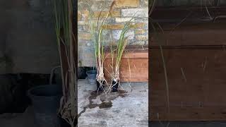 New pampas grasspampasgrass plants [upl. by Eri108]