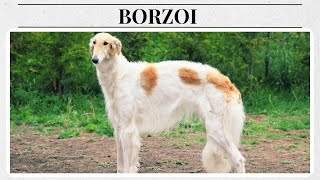 Meet the Majestic Borzoi The Elegant Russian Wolfhound [upl. by Cynthy]