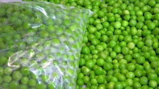 How to store Green Peas Preserve Green Peas  Frozen Peas Frozen Matar  फ्रोजन मटर [upl. by Innor132]