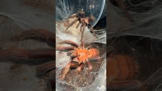 GOOD LUCK BRO 🫣😬 tarantulabreeding [upl. by Eladnor]