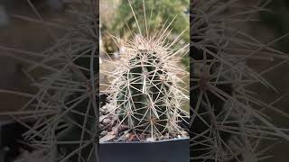 Echinocereus coccineus kaktusy cactus [upl. by Rose180]