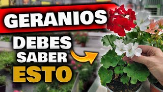 Si Tienes GERANIOS ¡DEBES SABER ESTO Porqué no Florecen los Geranios o Novios Abono para Plantas [upl. by Lynn]