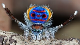 Peacock Spider 7 Maratus speciosus [upl. by Assirahs461]