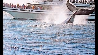 7 Seas Whale Watch Gloucester MA [upl. by Cargian]