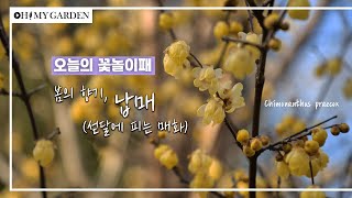 꽃놀이패 EP18봄의 향기납매 Winter Sweet [upl. by Ramraj505]