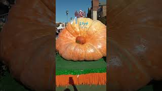 2024 Pumpkin Show Biggest Pumpkins [upl. by Anirpas37]