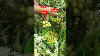 Aaj ki harvesting avala  mirch  nimbu  short trending  viral [upl. by Haden]