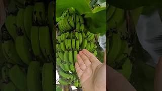 O Cultivo da Bananeira Depende Disso para Ter Banana Graúda [upl. by Davis]