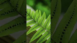 Vascular cryptogams pteridophytes pteridophyta shortsfeed shorts shortsvideo shortvideo [upl. by Fremont]