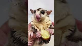 Cute Sugar Glider Eating Chrysalis Worm Cheese Bug ❤️❤️ shorts sugarglider sugarglidercare [upl. by Noskcaj]