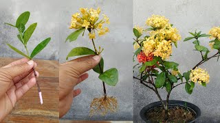 How to grow and care ixora plant  Simple Method [upl. by Otokam]