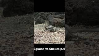 Wild Fights Iguana vs Snakes p4 [upl. by Eriuqs639]