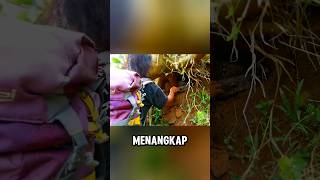 Aksi Dede Inoen tangkap raja piton shortvideo ular [upl. by Farrow322]