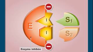 Questce que linhibition compétitive dune enzyme [upl. by Leizo]