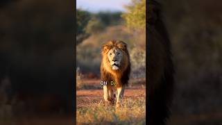 Attitude lion 😈 Sigma rule 🔥 motivation status  trending viral video  success 😎 short [upl. by Hcra]