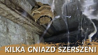 Kilka gniazd szerszeni  usuwanie gniazda  likwidacja gniazda  gniazdo szerszeni  szerszenie [upl. by Albric]