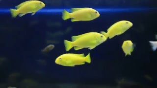 Трофеопс золотой Tropheops macrophthalmus gold [upl. by Jacquenetta]