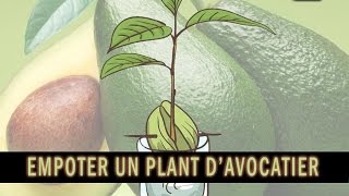 Comment empoter un jeune plant davocatier how to plant an avocado tree [upl. by Ahcim]