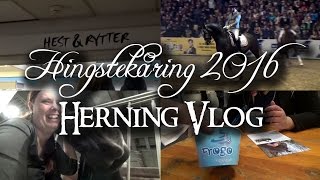 Hingstekåring 2016  Herning Vlog [upl. by Ylaek]