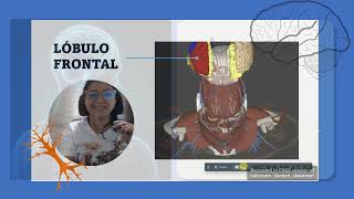 VIDEO EDUCATIVO LOBULOS CEREBRALES Y ARCO REFLEJO [upl. by Alket]