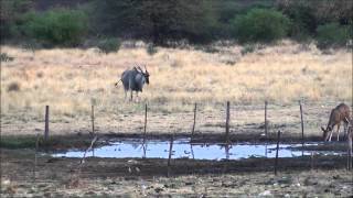 Hunting Video  Taking a good Eland Bull in Namibia 2014 [upl. by Davenport]