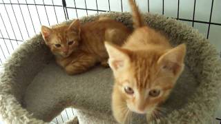 Two Feral Orange Tabby Kittens [upl. by Madda]