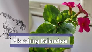 Kalanchoe plant  Follow along and draw drawing art kalanchoes [upl. by Hsinam781]