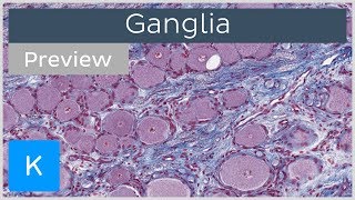 Ganglia of the Nervous System preview  Histology  Kenhub [upl. by Chem587]