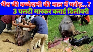 बच्चेदानी की नाल में मरोड़  भैंस की पलटी मारकर कराई डिलीवरी  Dystocia and Torsion in Buffalo [upl. by Atoiganap676]