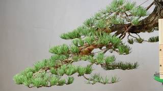 Cascade Style Bonsai Timelapse [upl. by Eycal71]