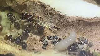 Queen Pogonomyrmex rugosus and her alate larvae [upl. by Fisa806]