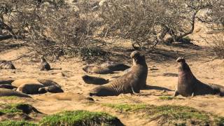 Elephant seal fight at Ano Nuevo [upl. by Eserahs]