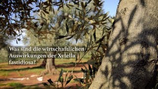 Was sind die wirtschaftlichen Auswirkungen der Xylella fastidiosa [upl. by Clem598]