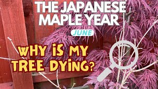 Japanese Maples Why is my tree dying amp what can I do [upl. by Klepac]