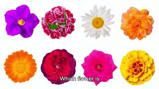 Top 10 Most Beautiful Flowers in the World [upl. by Larsen]