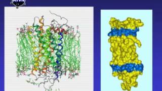 RODOPSYNA Receptory GPCR opioidowe [upl. by Ytsur]