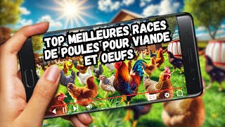 Tout Savoir sur les Races de poules  Choisissez la Meilleure pour Vos Besoins [upl. by Littell]