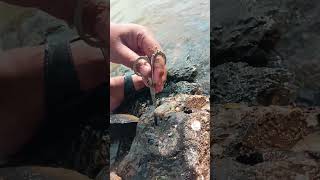 Find oyster in kompot oyster seafood sea travelvlog traveling [upl. by Judy]