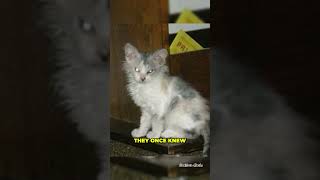 Adopted ‘Kitten’ Begins Changing Rapidly Before Her Family Uncovers A Bewildering Twist [upl. by Lednic]