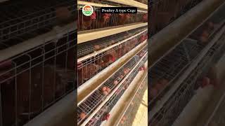 A Type Poultry Cages for Layers Unbeatable Quality and Affordability from China PoultryCages [upl. by Shewmaker241]