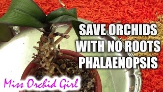 How to save a Phalaenopsis orchid with no or with few roots plus cutting the stem [upl. by Fortune726]