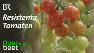 Resistente Tomaten  Kraut und Braunfäule – Tomatenfeind Nummer 1 [upl. by Yee458]