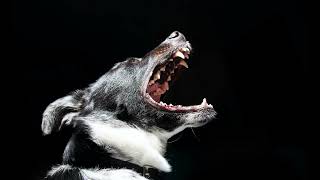 High Pitched Dog Whistle Sound To Stop Dogs Barking dogs will react fast [upl. by Amitak]