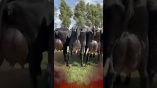 🔴 ¡Conoce Las Increíbles Vacas Lecheras GIROLANDO [upl. by Nickolai]