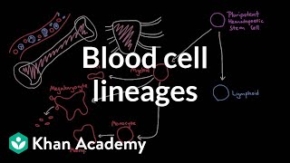 Blood cell lineages  Human anatomy and physiology  Health amp Medicine  Khan Academy [upl. by Benji]