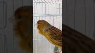 chant singing canaries 76 تغريد الكناري [upl. by Grous]