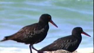 Sooty Oystercatcher Haematopus fuliginosus [upl. by Jandy]